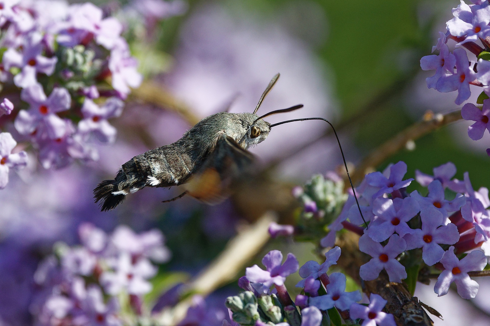 Taubenschwänzchen an hängendem Sommerflieder