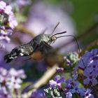 Taubenschwänzchen an hängendem Sommerflieder