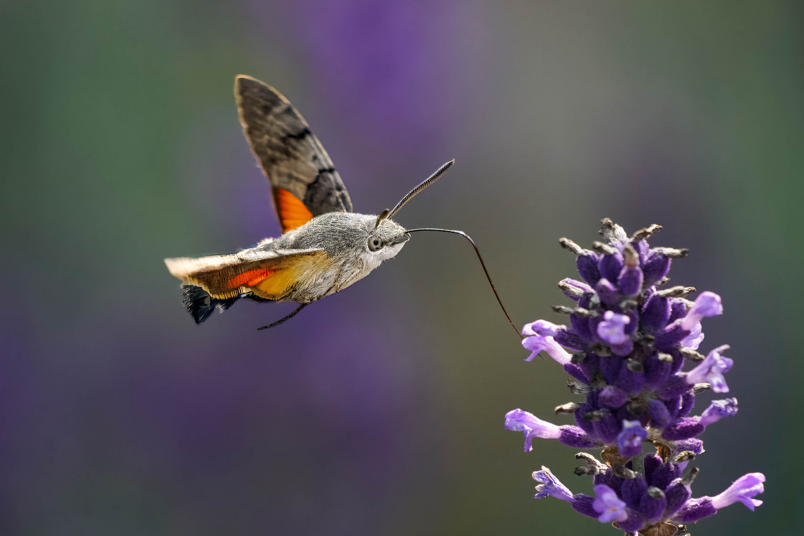 Taubenschwänzchen an Lavendel