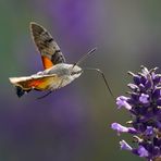 Taubenschwänzchen an Lavendel