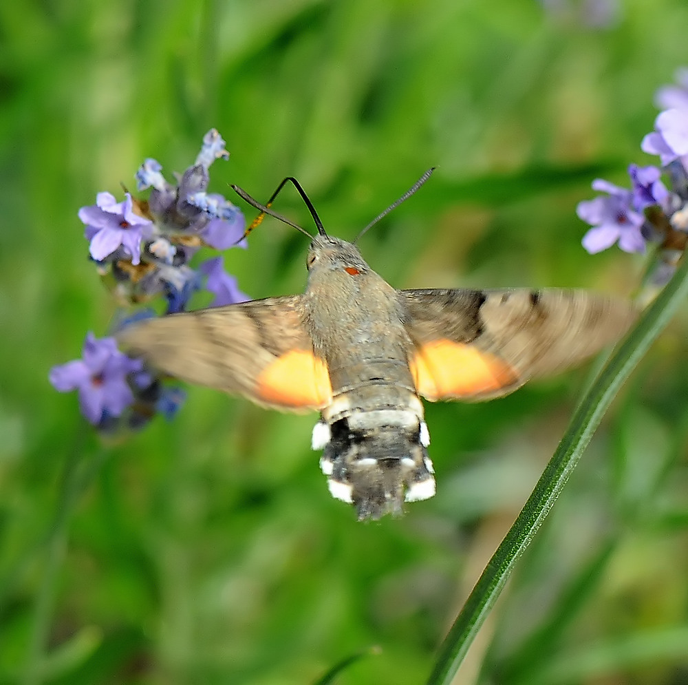 Taubenschwänzchen an Lavendel