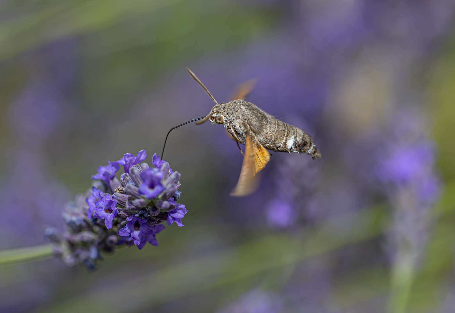 Taubenschwänzchen an Lavendel