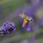 Taubenschwänzchen an Lavendel