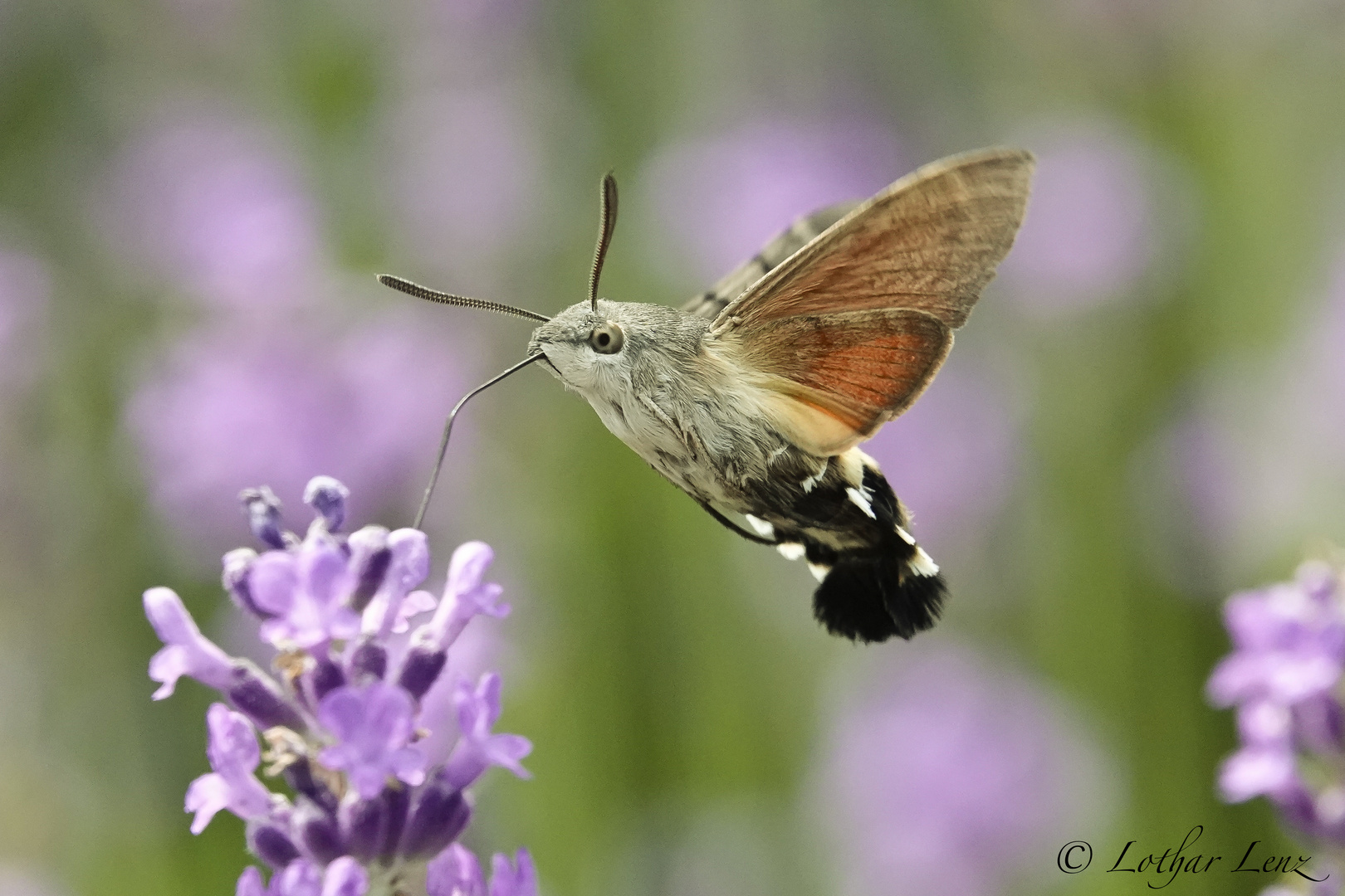 Taubenschwänzchen an Lavendel saugend