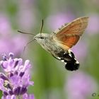 Taubenschwänzchen an Lavendel saugend