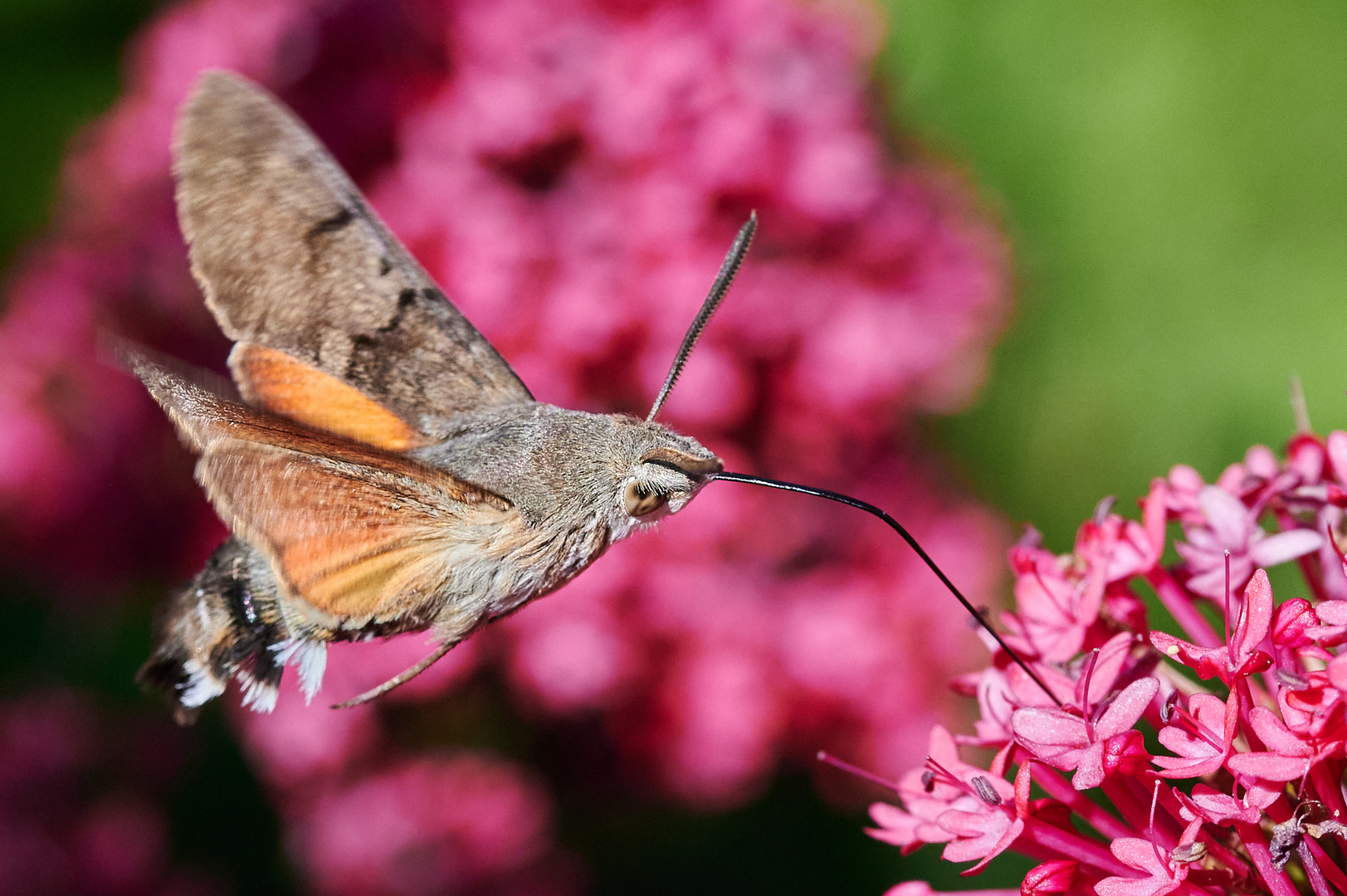 Taubenschwänzchen an roter Spornblume