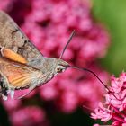 Taubenschwänzchen an roter Spornblume