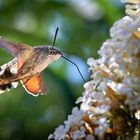 Taubenschwänzchen an Schmetterlingsflieder