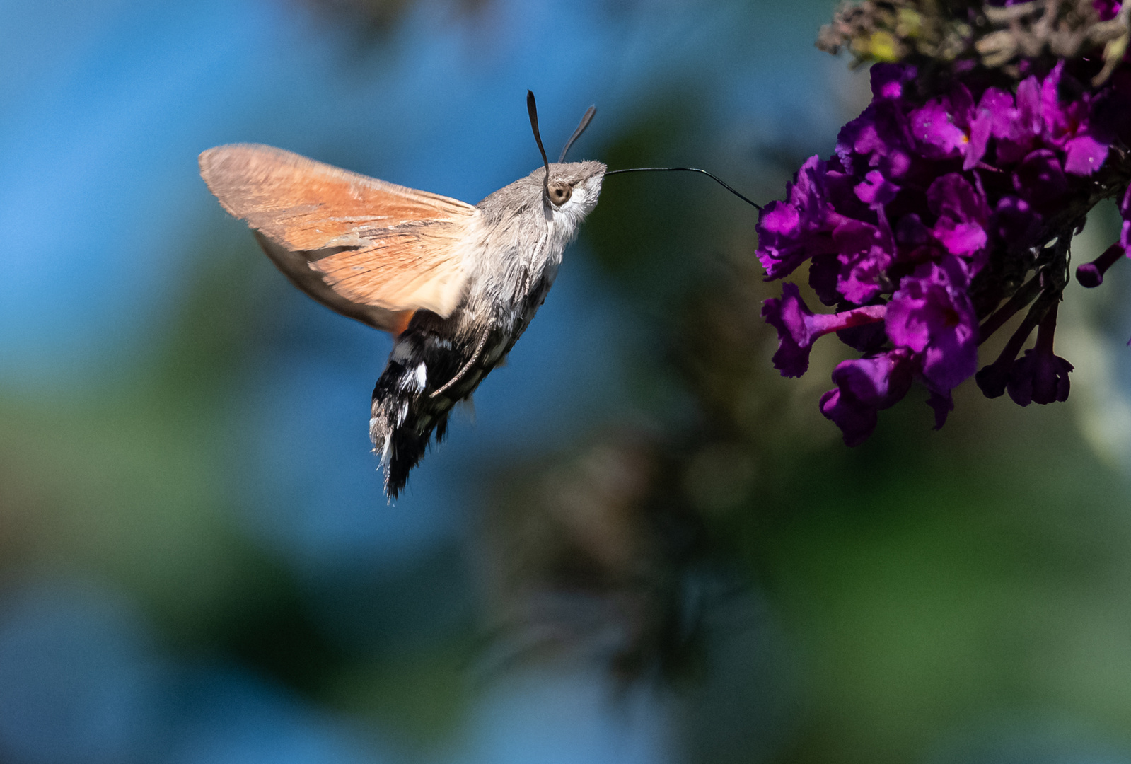 Taubenschwänzchen an Sommerflieder