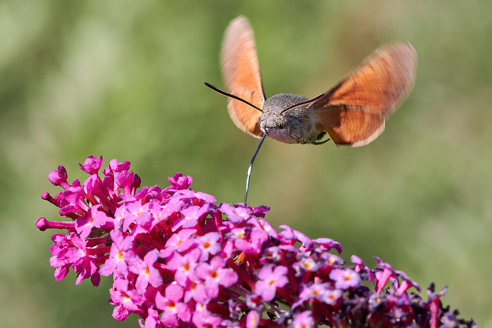 Taubenschwänzchen an Sommerflieder