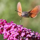 Taubenschwänzchen an Sommerflieder