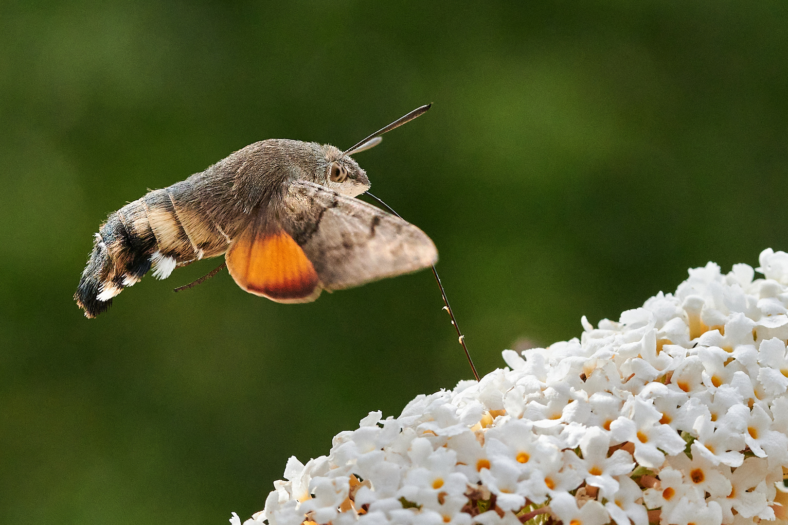 Taubenschwänzchen an Sommerflieder