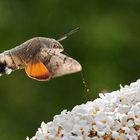 Taubenschwänzchen an Sommerflieder