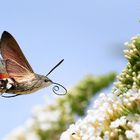 Taubenschwänzchen an Sommerflieder