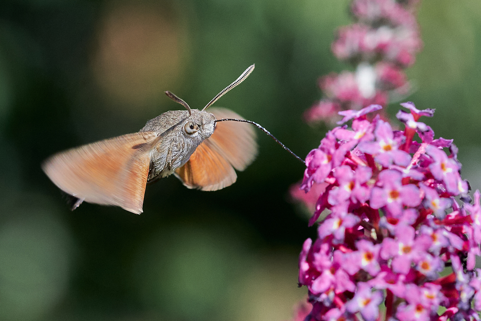 Taubenschwänzchen an Sommerflieder