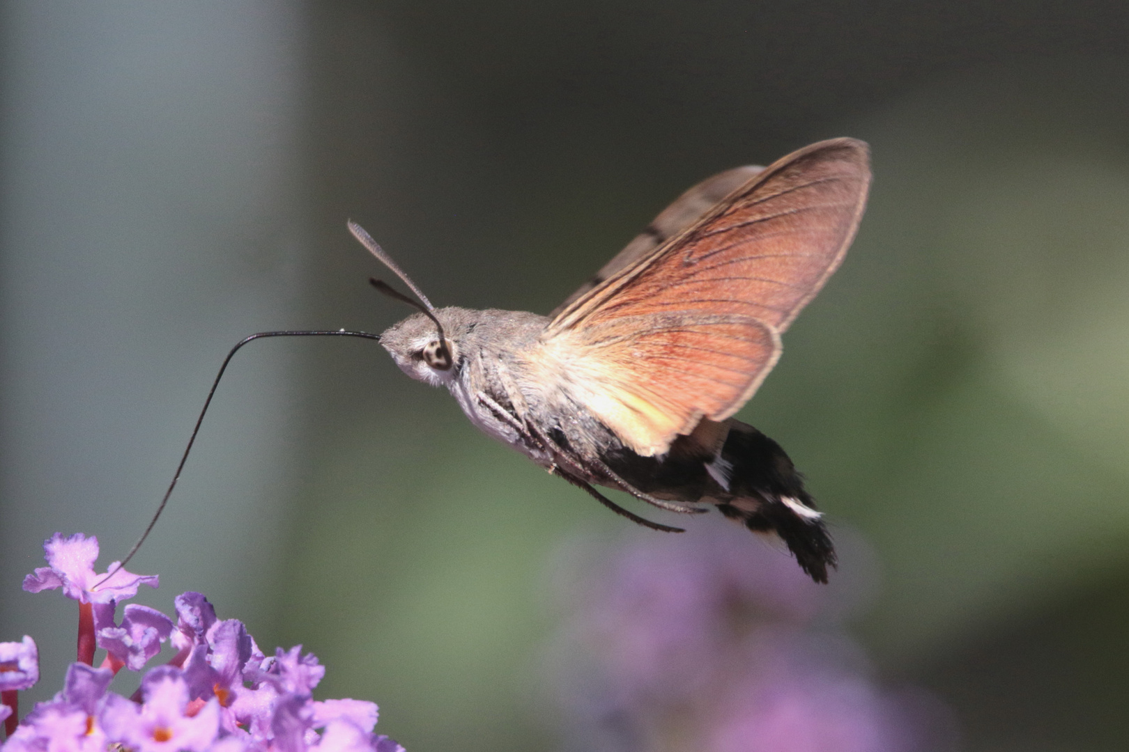 Taubenschwänzchen  an Sommerflieder IMG_1437