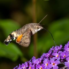 Taubenschwänzchen auf Buddleja 2