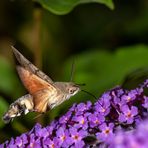 Taubenschwänzchen auf Buddleja