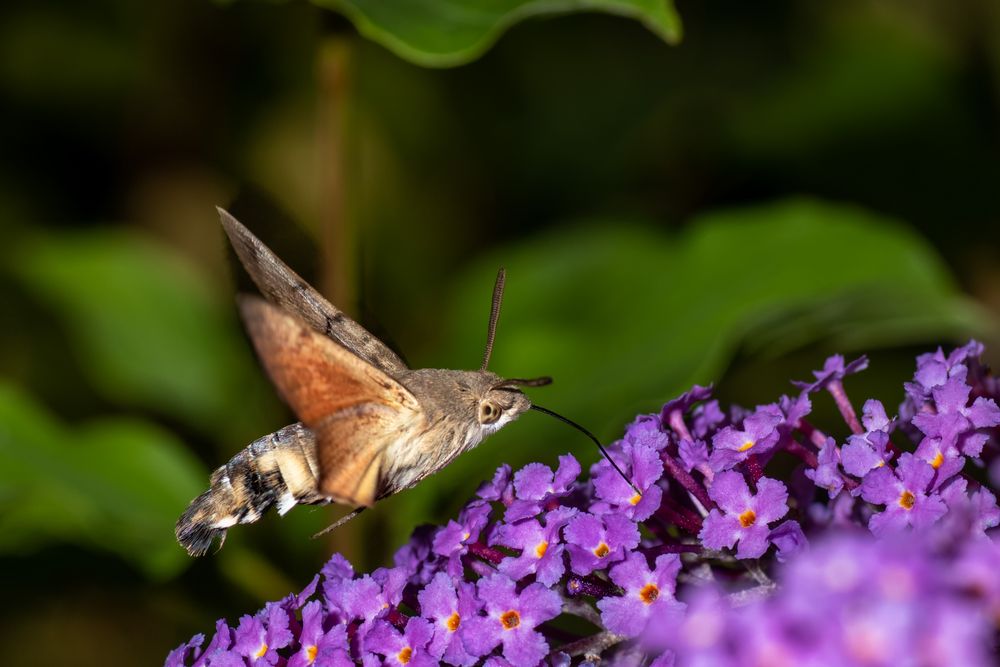 Taubenschwänzchen auf Buddleja