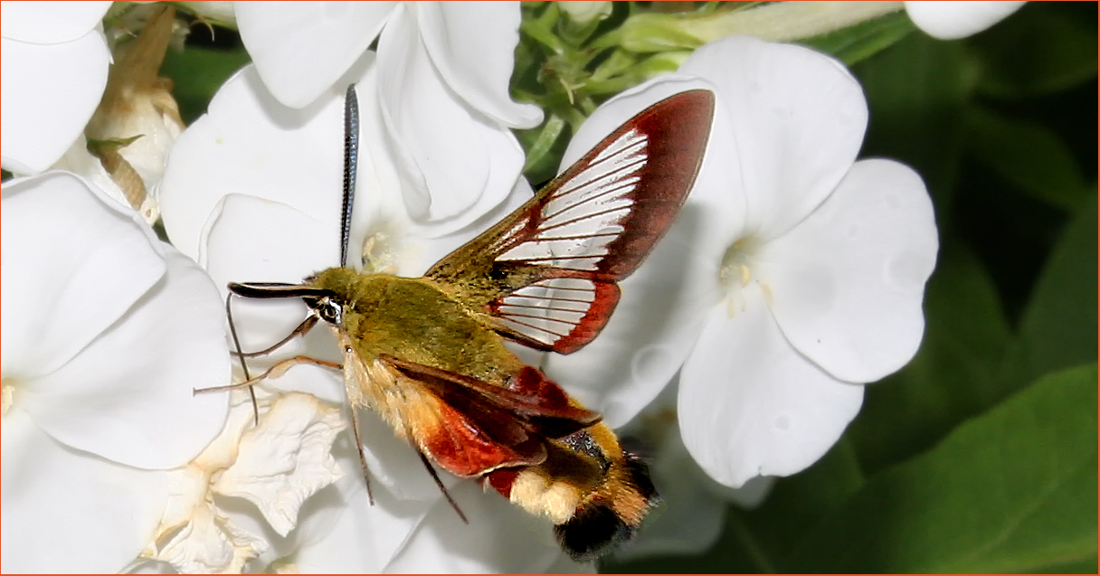 TAUBENSCHWÄNZCHEN AUF FLOX