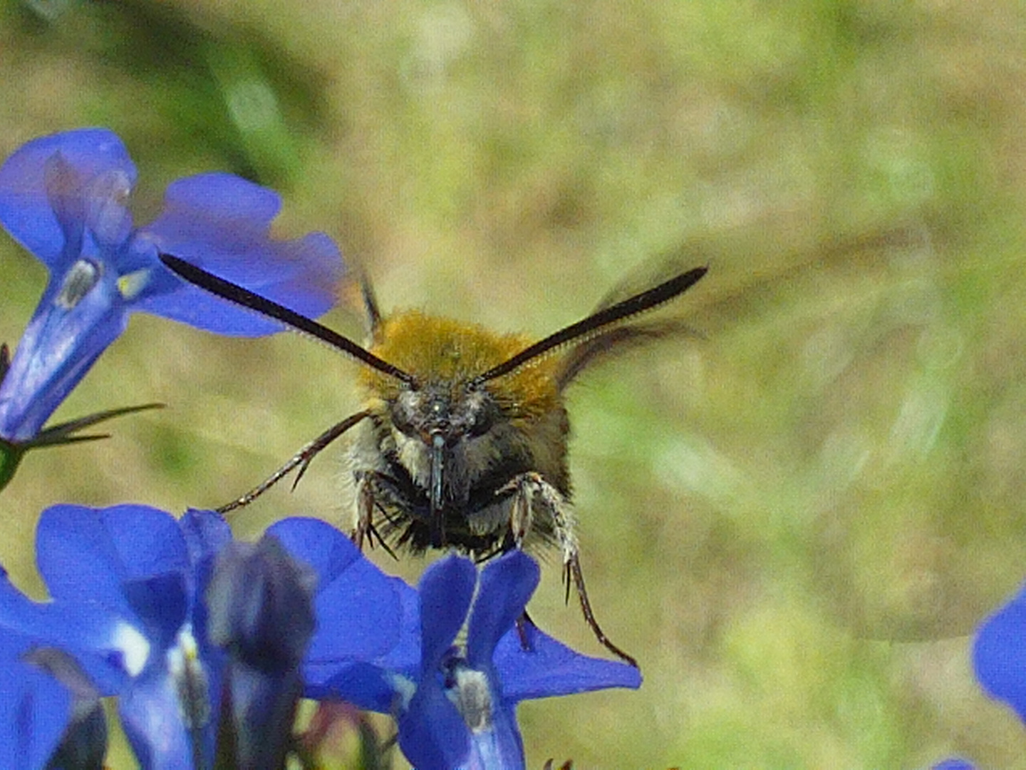 Taubenschwänzchen auf Männertreu