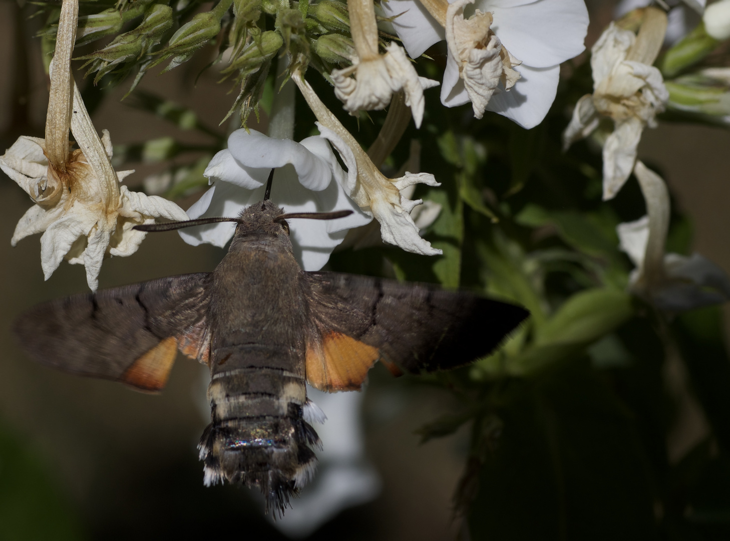 Taubenschwänzchen auf Phlox