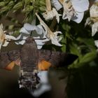 Taubenschwänzchen auf Phlox