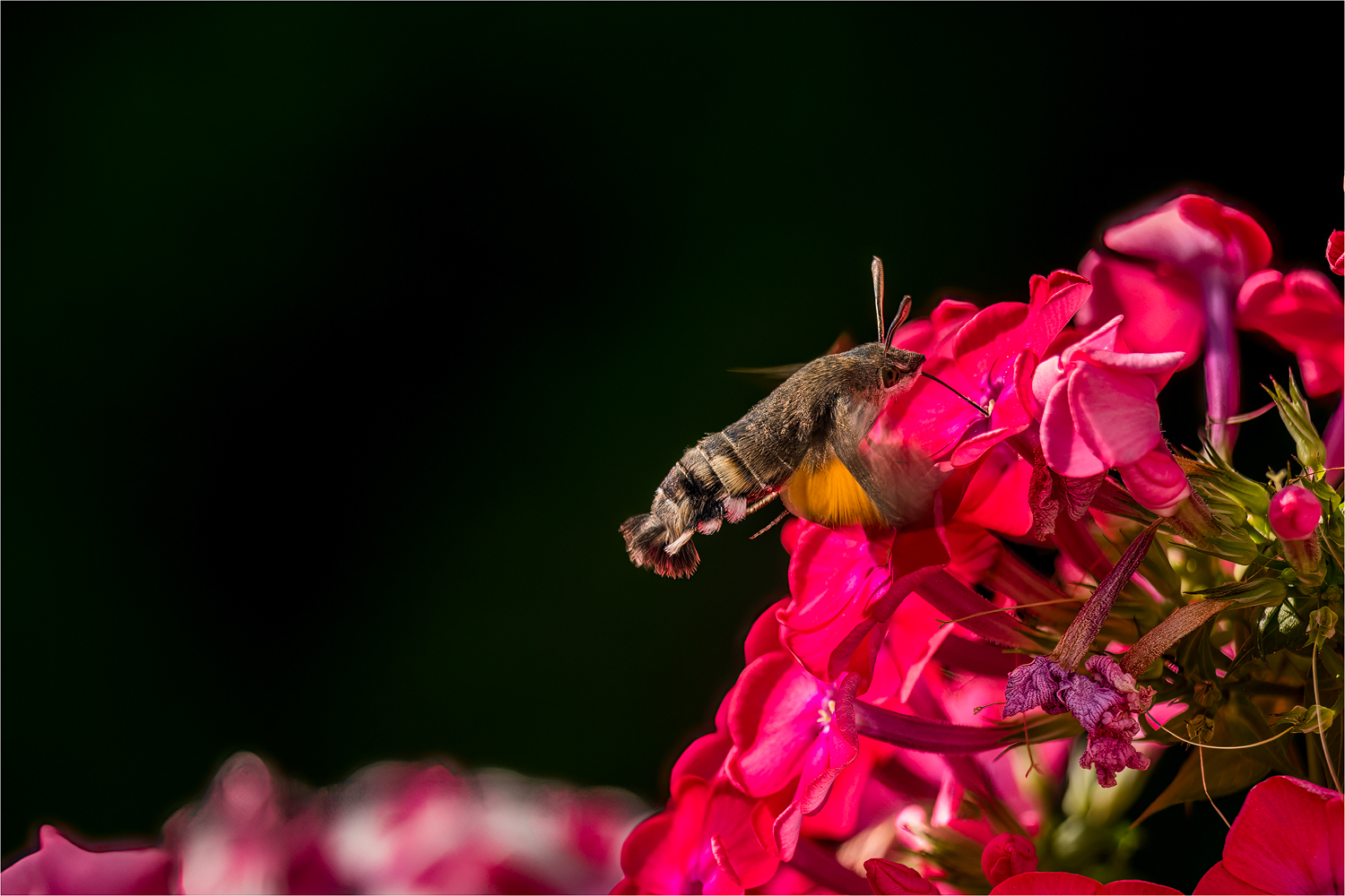 Taubenschwänzchen auf Phlox