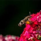 Taubenschwänzchen auf Phlox