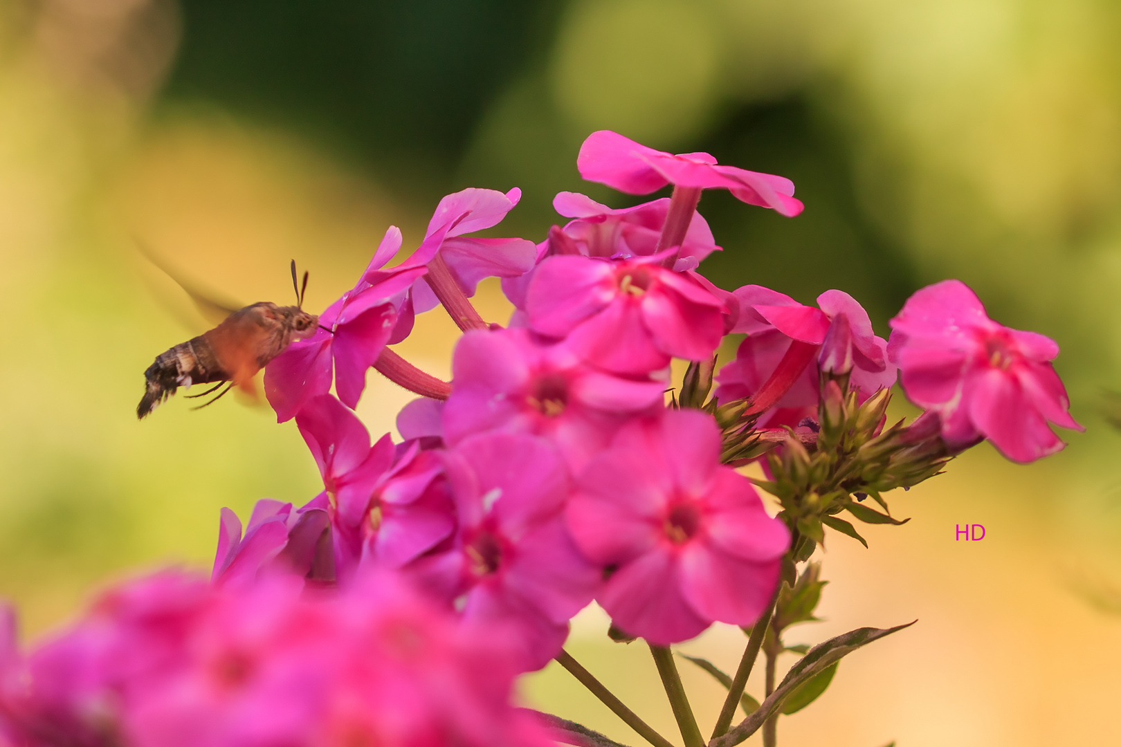 Taubenschwänzchen auf Phlox (Macroglossum stellatarum)