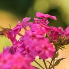 Taubenschwänzchen auf Phlox (Macroglossum stellatarum)