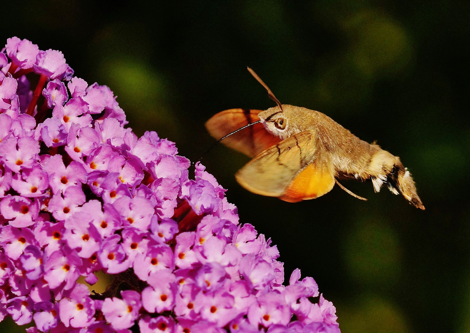 Taubenschwänzchen auf Sommerflieder.