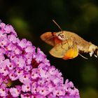 Taubenschwänzchen auf Sommerflieder.