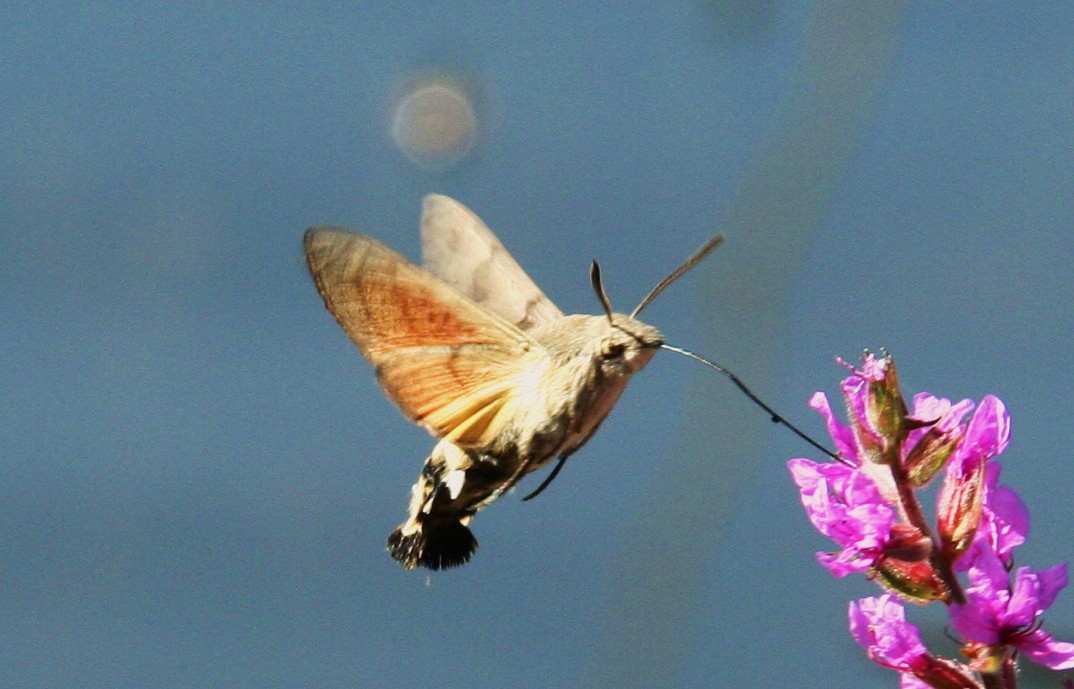 Taubenschwänzchen