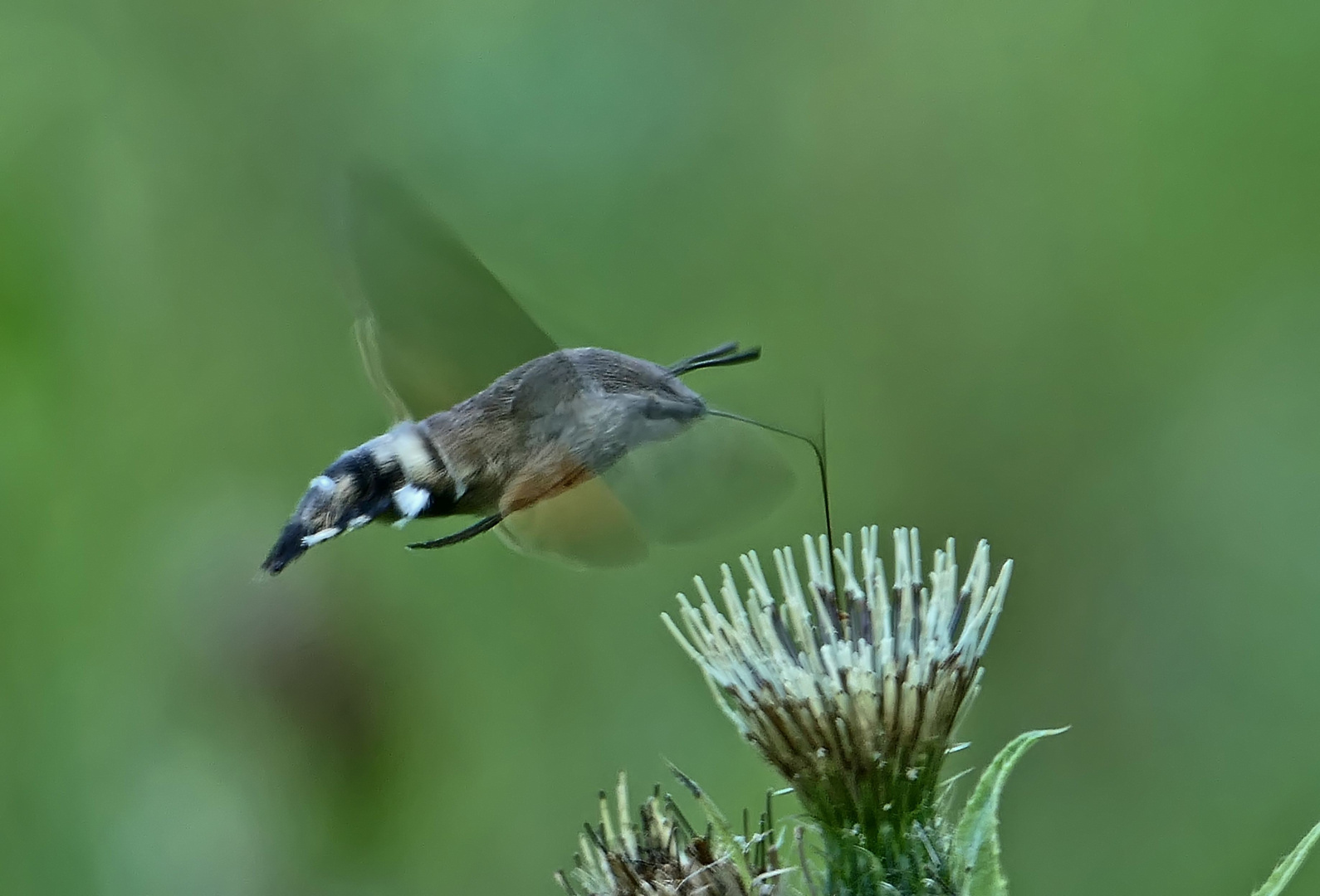 Taubenschwänzchen