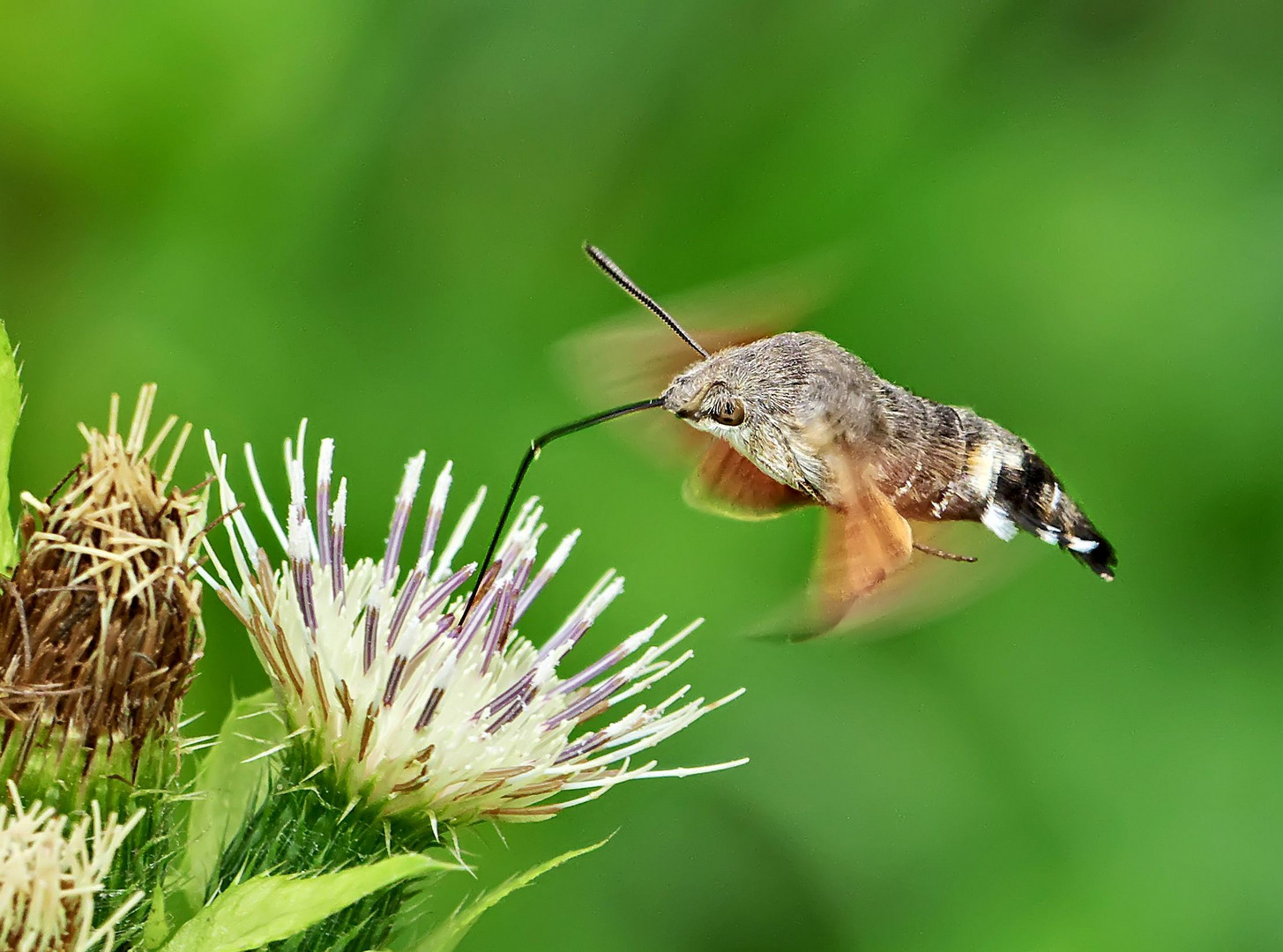 Taubenschwänzchen