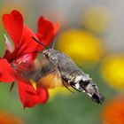 Taubenschwänzchen bei der Nahrungsaufnahme