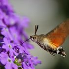 Taubenschwänzchen bei der Nahrungsaufnahme