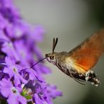 Taubenschwänzchen bei der Nahrungsaufnahme