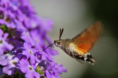 Taubenschwänzchen bei der Nahrungsaufnahme