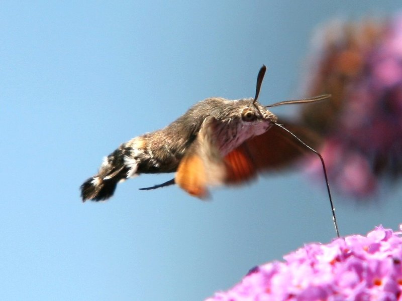 Taubenschwänzchen bei Luftbetankung