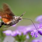 Taubenschwänzchen beim "Auftanken"