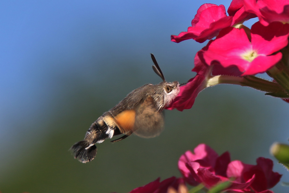 Taubenschwänzchen beim "Blüten-Test"