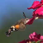 Taubenschwänzchen beim "Blüten-Test"