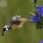 Taubenschwänzchen beim Mittagsmahl