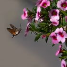 Taubenschwänzchen beim Nektar schlürfen