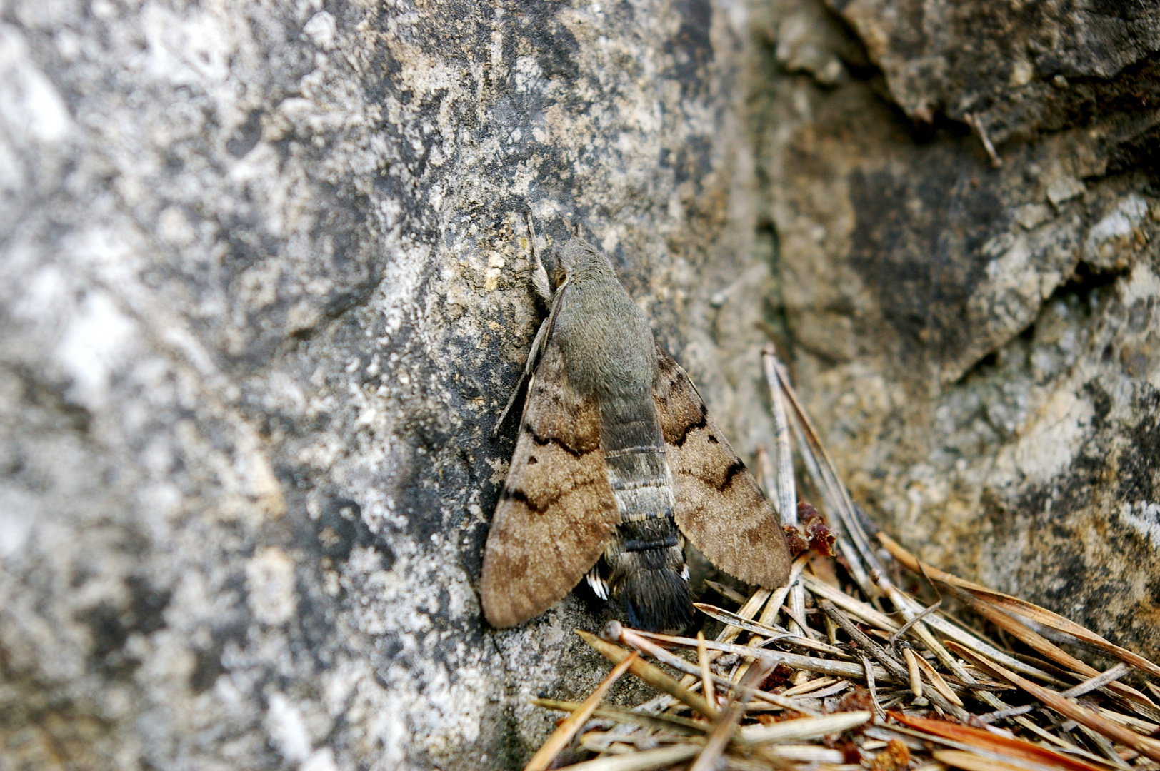 Taubenschwaenzchen