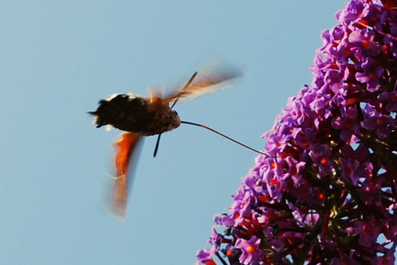 Taubenschwänzchen