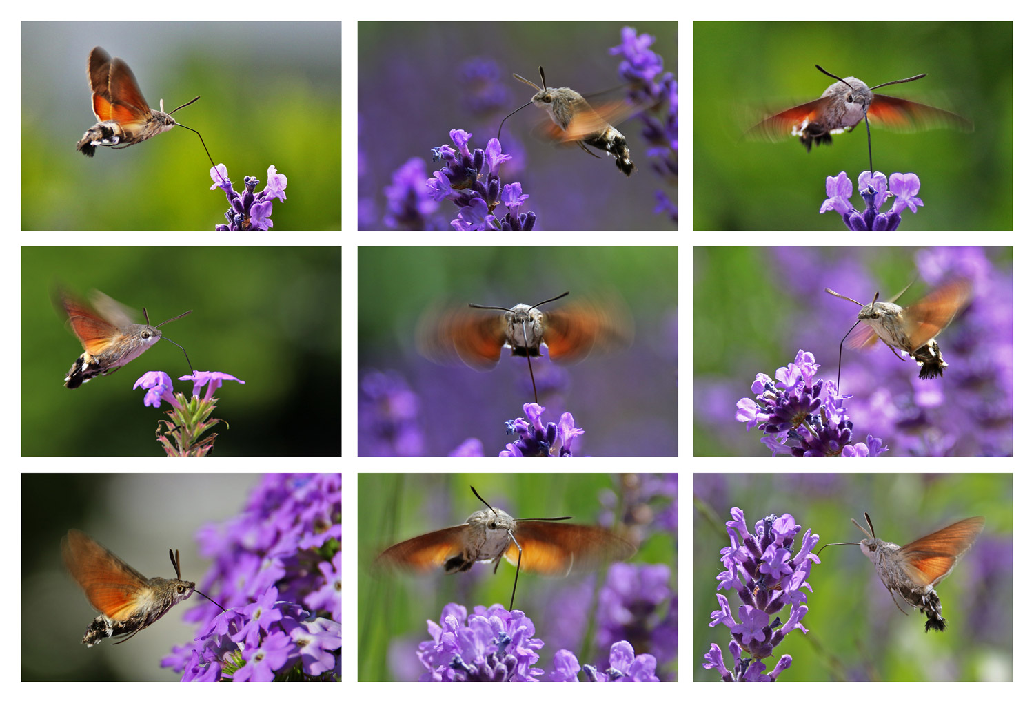 Taubenschwänzchen-Collage