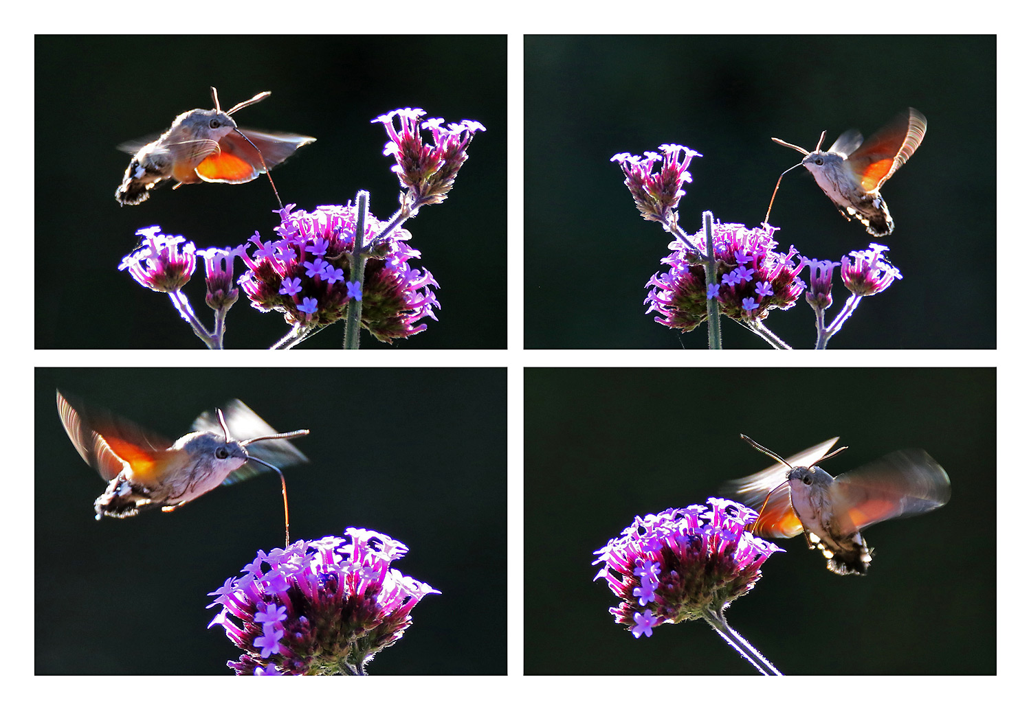 Taubenschwänzchen-Collage